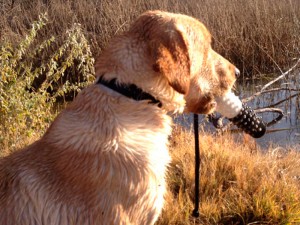 Gun-Dog