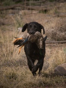 Retriever_With_Duck_Trixie